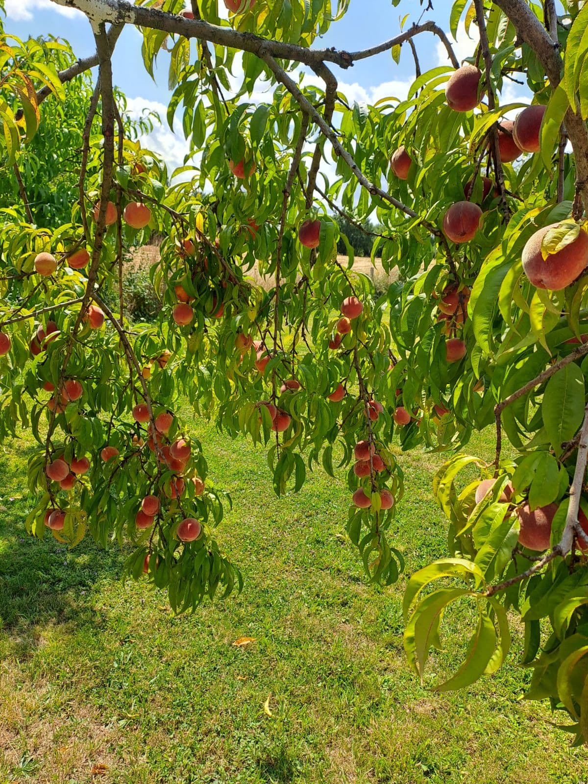 Branches de pêcher chargées de fruits dans le verger